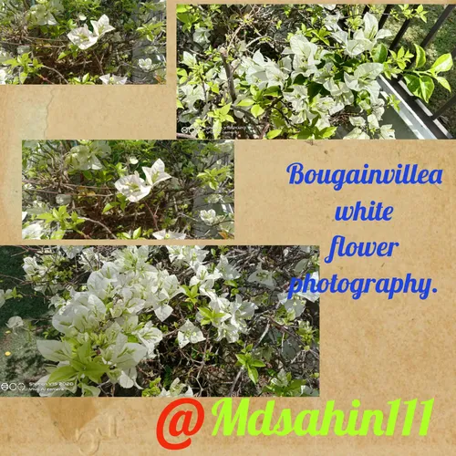 bougainvillea-white-flower-photography