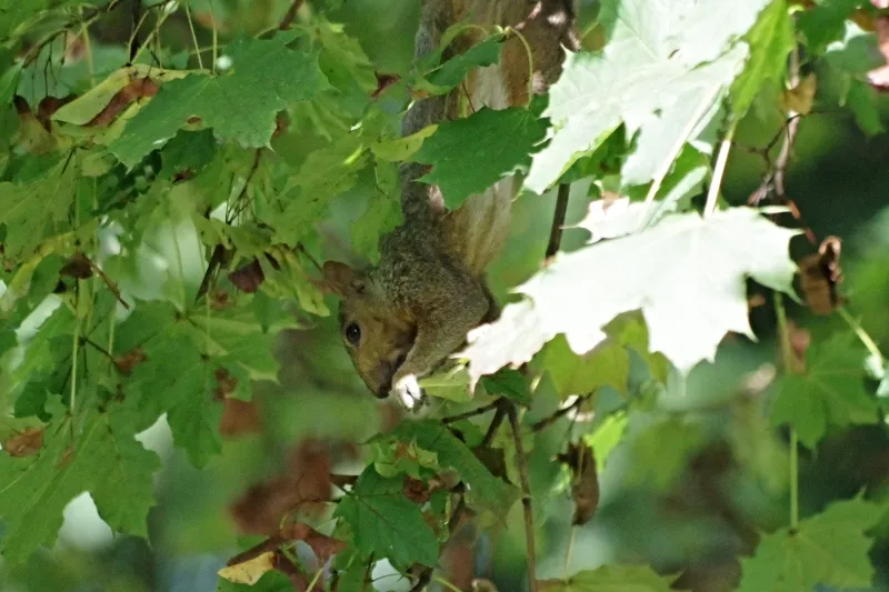 animals-amazingnature-squirrels-7.jpg