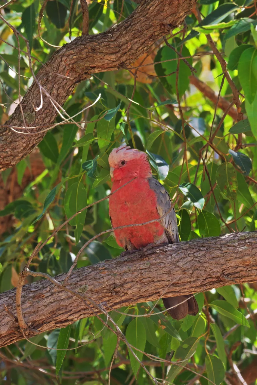 20201128 Galah 1 HS Galah.jpg