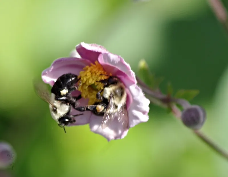 insectpub bumblebees sunscape.jpg