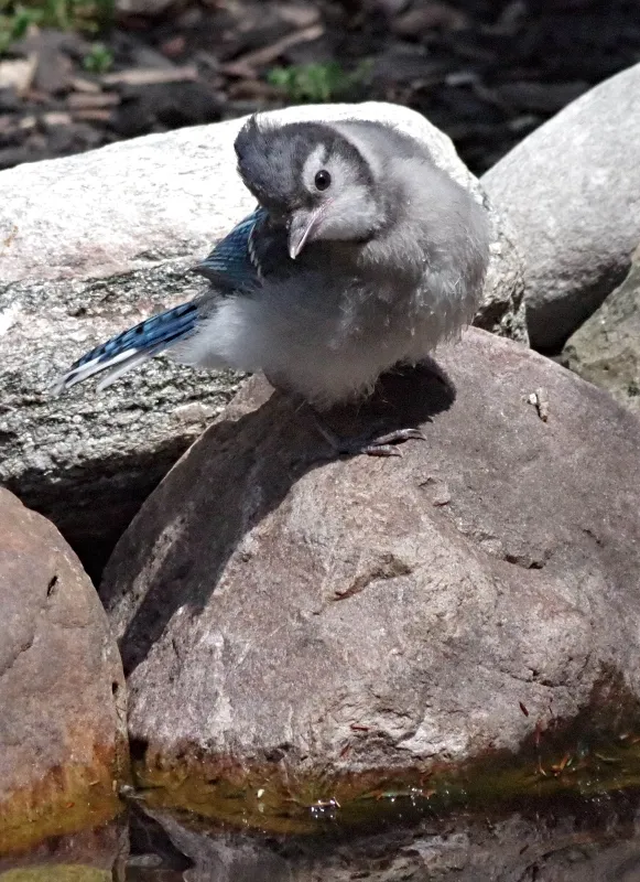 birds-feathered-friends-bluejay-2.jpg