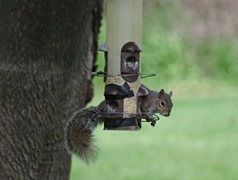 animals-amazingnature-squirrels-1.jpg