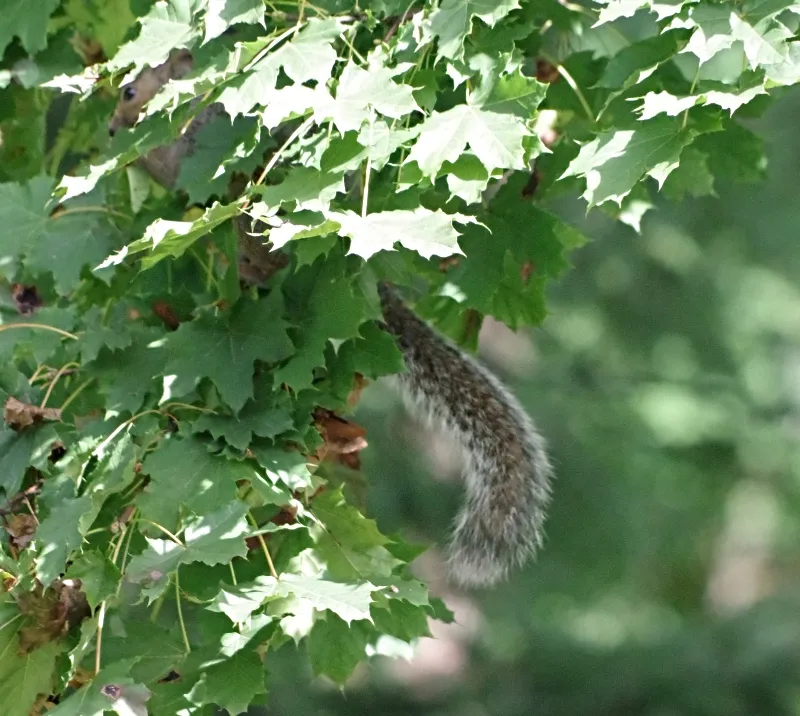 animals-amazingnature-squirrels-5.jpg