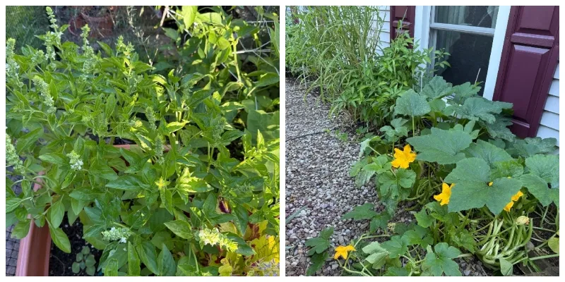 hivegarden-journal-basil-zucchini.jpg