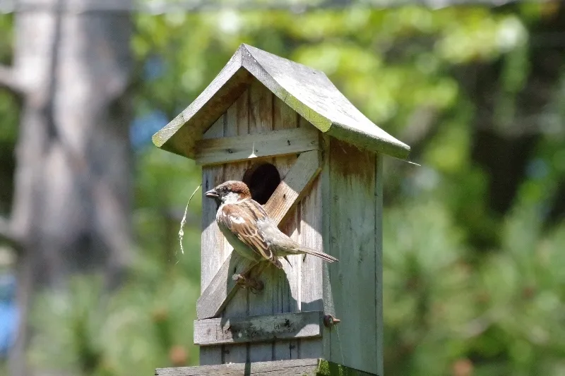 feathered-friends-bird-sparrow-13.jpg