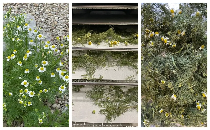 dehydrating-herbs-dried-chomomile.jpg