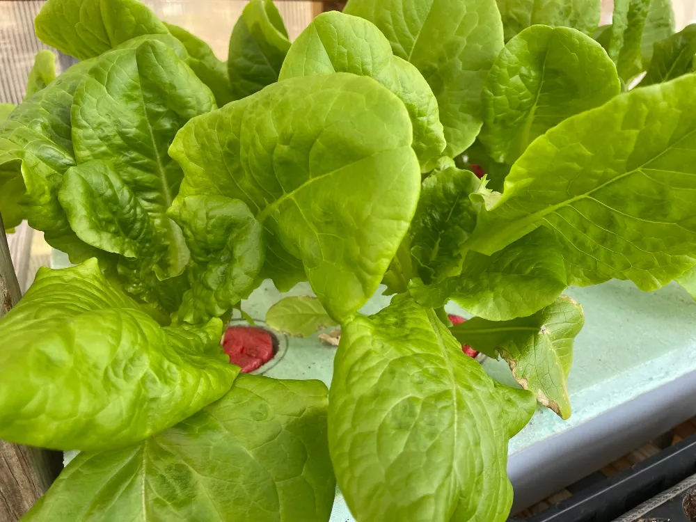 hive-garden-greenhouse-hydroponic.jpg