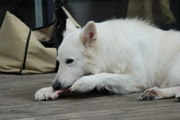 swiss-white-shepherd-4016568__480.jpg