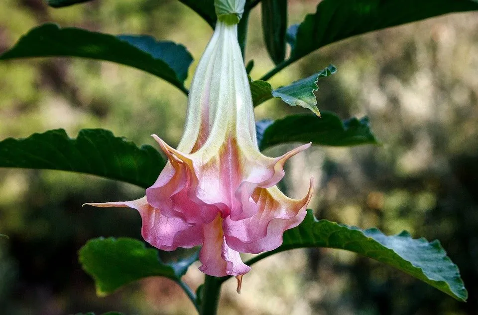 angels-trumpet-1689993_960_720.jpg