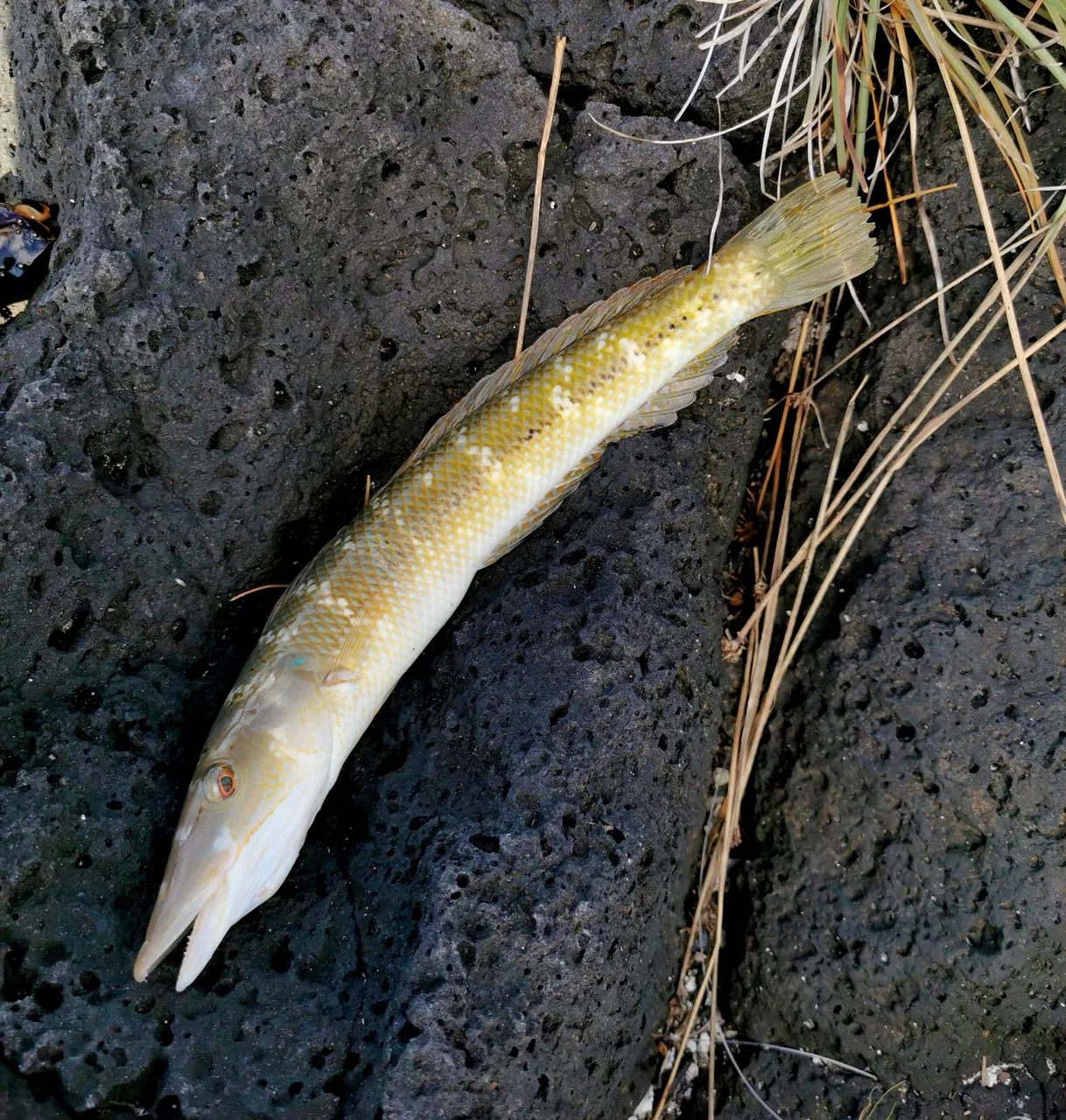 Our first catch...by my nephew!
