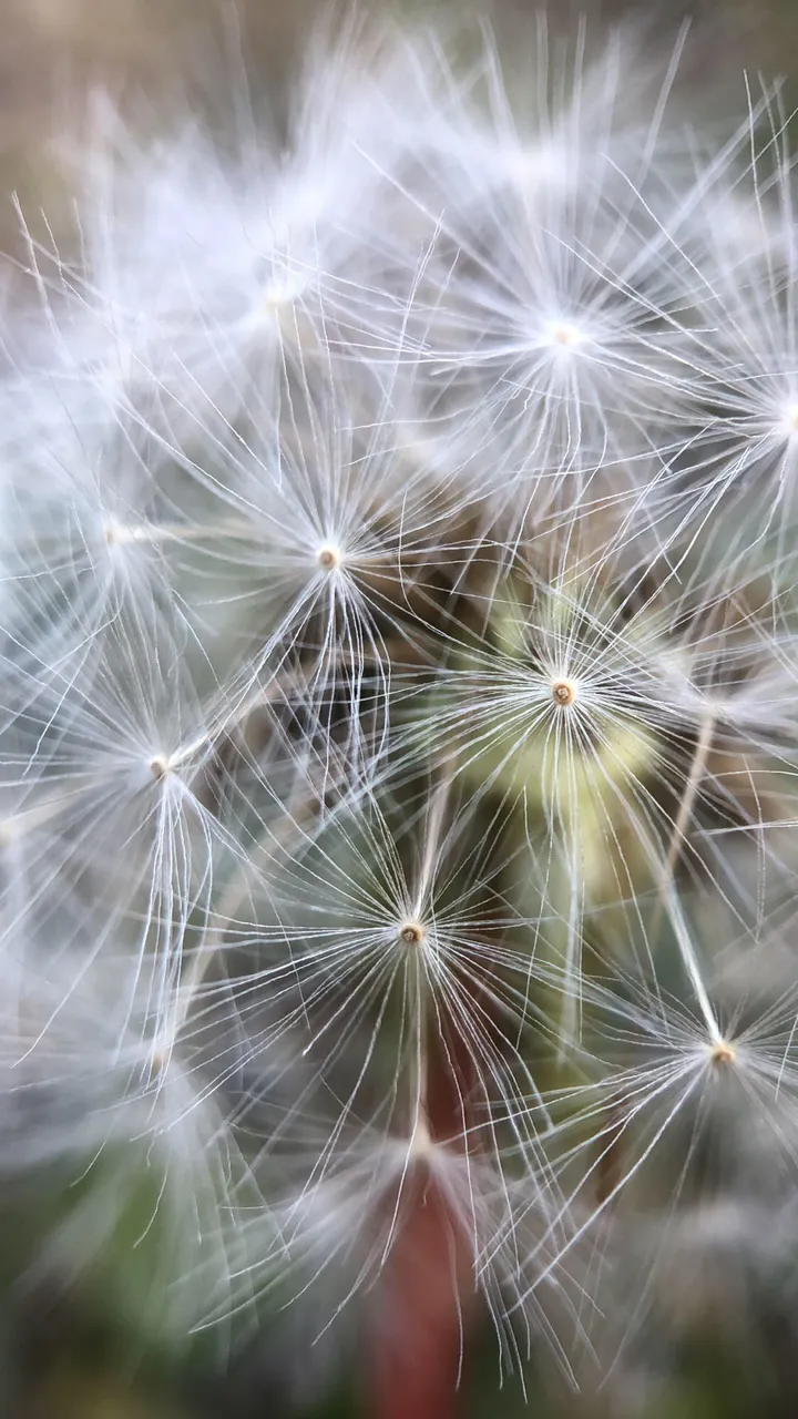 https://s3.us-east-2.amazonaws.com/partiko.io/img/stever82-dandelion-macro-iphone-x-y0miofyc-1546155333504.png