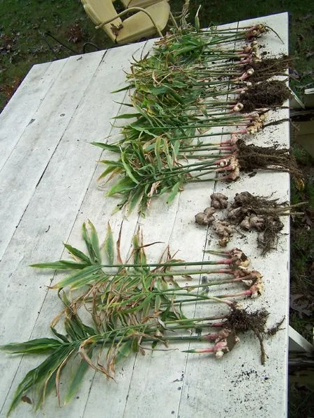 Ginger - harvest2 crop Oct. 2016.jpg