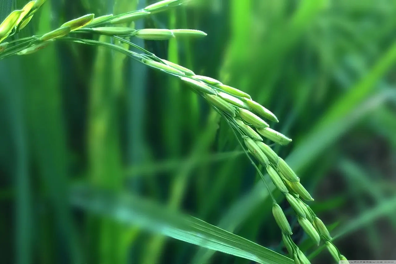 rice_plant_2-wallpaper-2736x1824.jpg