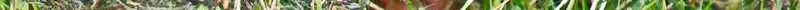 walnut_iii_by_starykocur-d6eli5l.jpg
