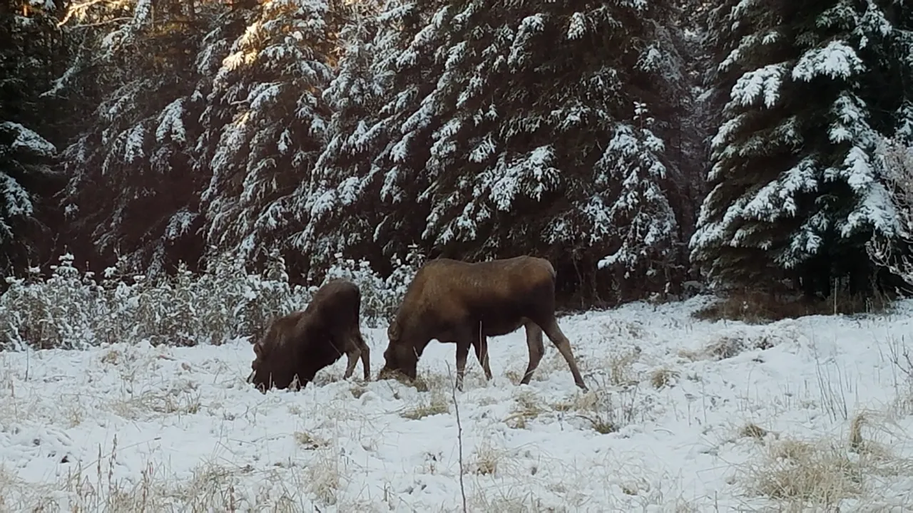 shasta2017nov6th2017moosemonday2.jpg