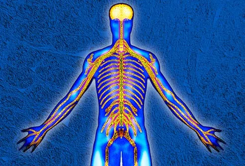 493ss_getty_rm_peripheral_nerves.jpg