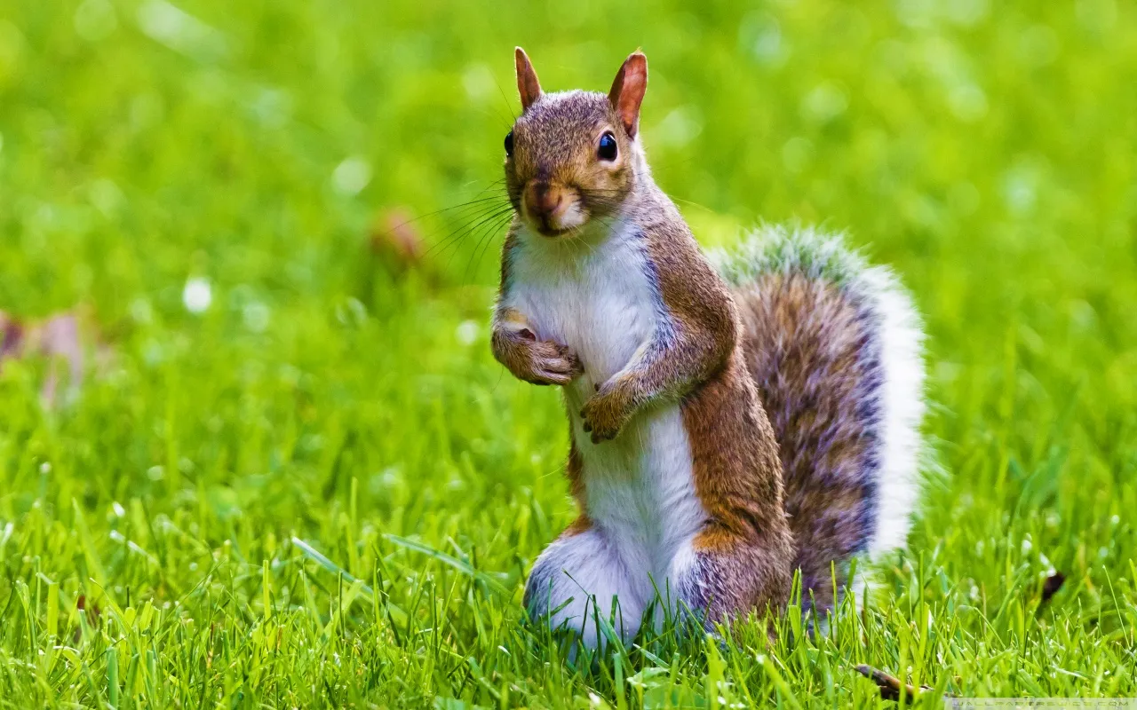 cute_squirrel-wallpaper-1280x800.jpg