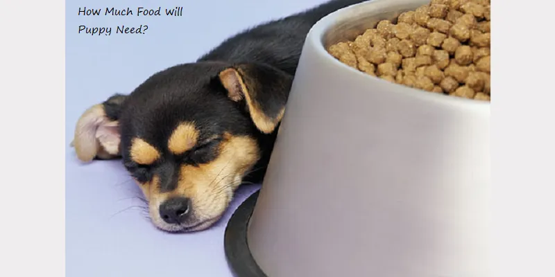 How Much Food will Puppy.png