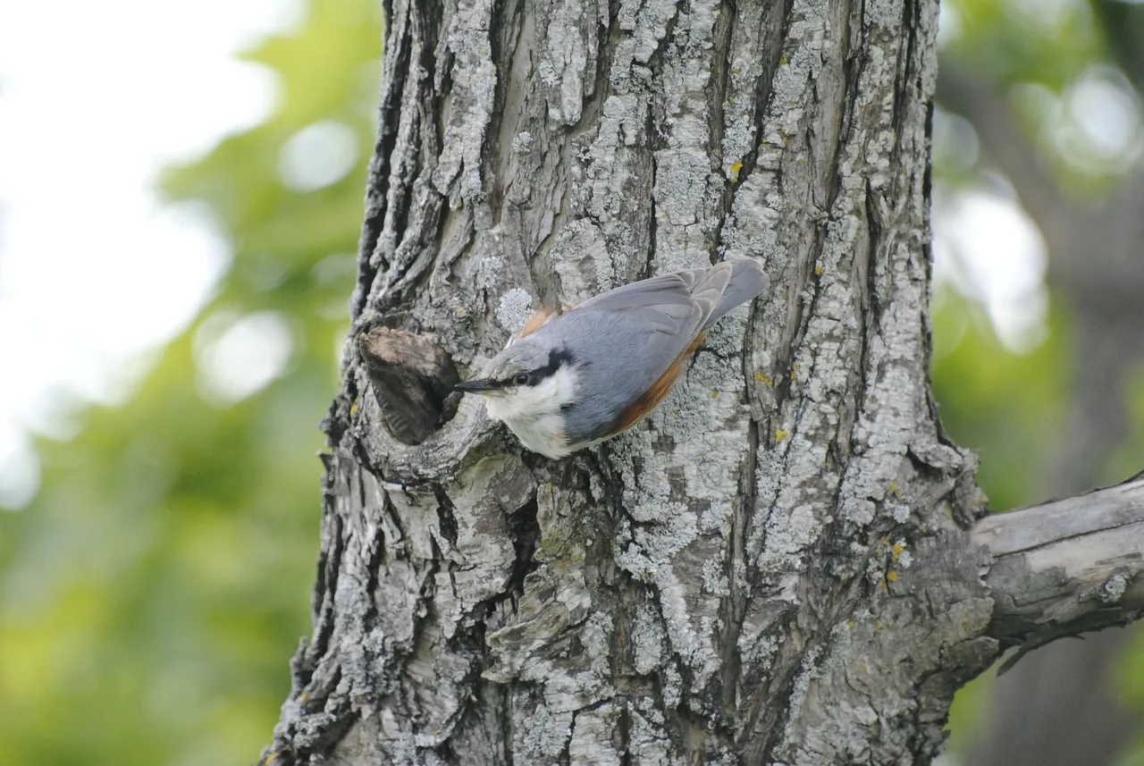 eurasian-treecreeper-270277_1920.jpg