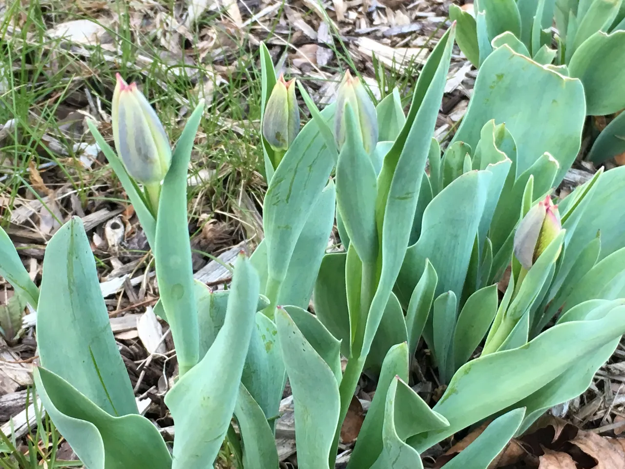 Black Tulips Follow up 1.JPG