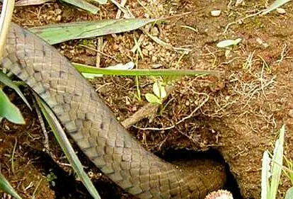 rat-snake-enetering-rat-hole-1-1.jpg