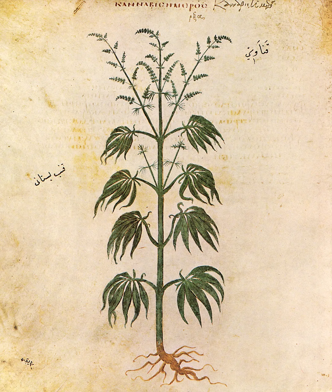 Cannabis sativa from Vienna Dioscurides, AD 512
