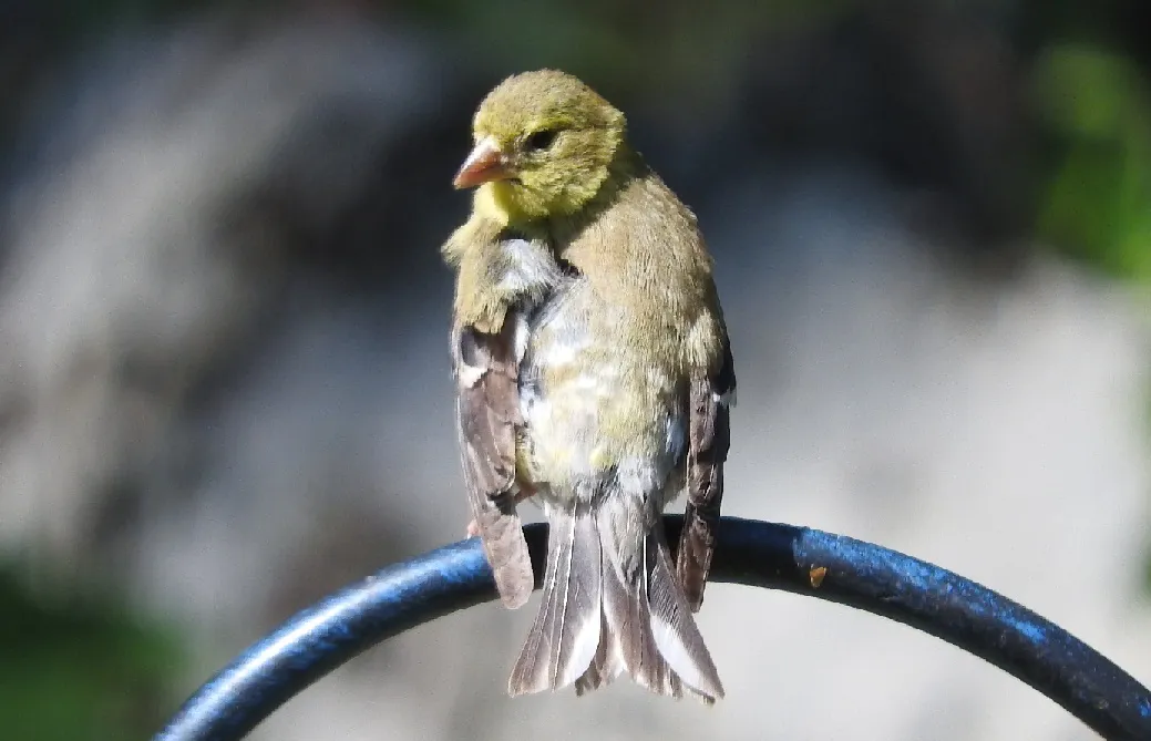 Goldfinch Glimpses