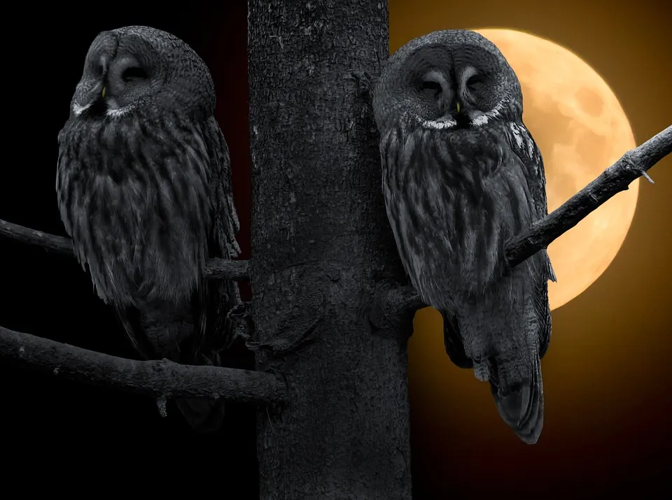 2 owls on a tree at night