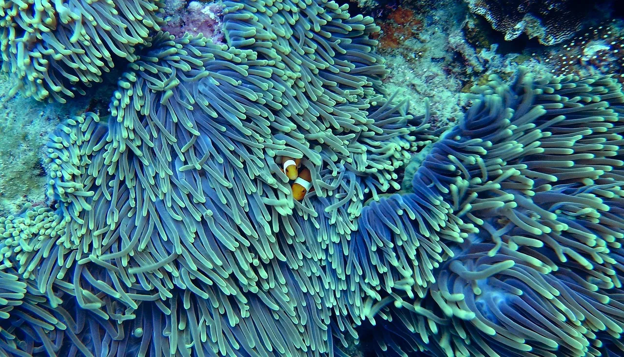 Two clown fish hiding. Clown fish are one of many species that call coral reefs home.