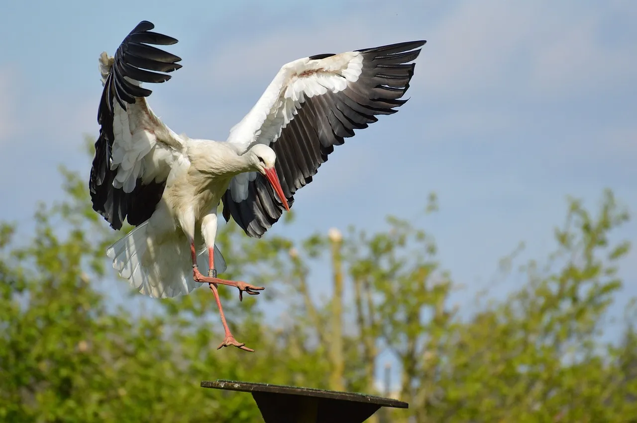 landing