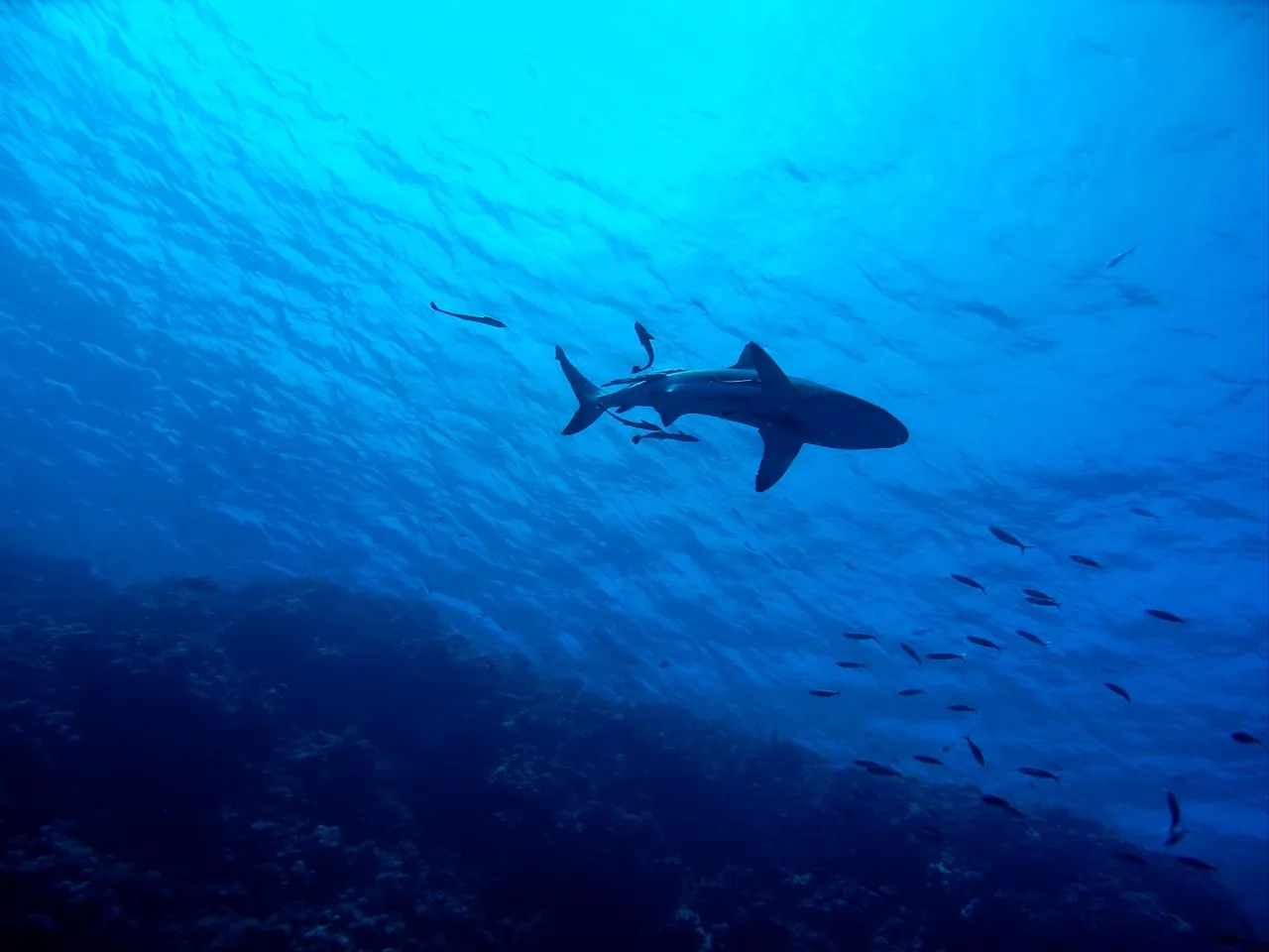 Shark off the Great Barrier Reef