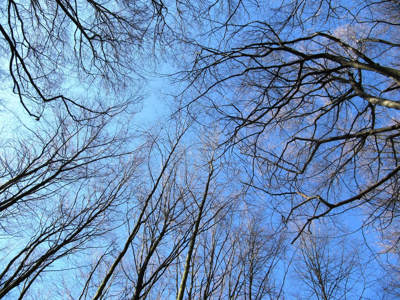 IMG_1584.JPG
