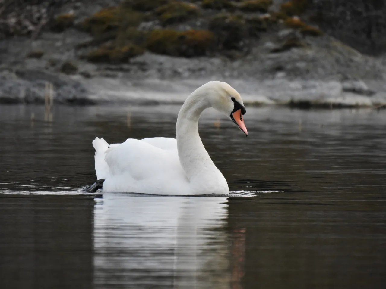DSCN51722.jpg