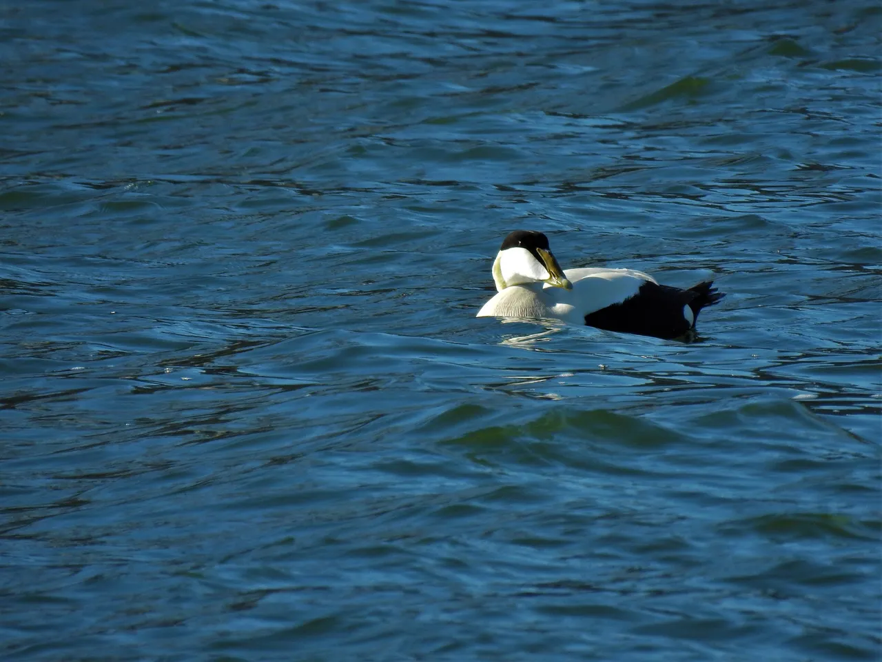 DSCN52171.jpg