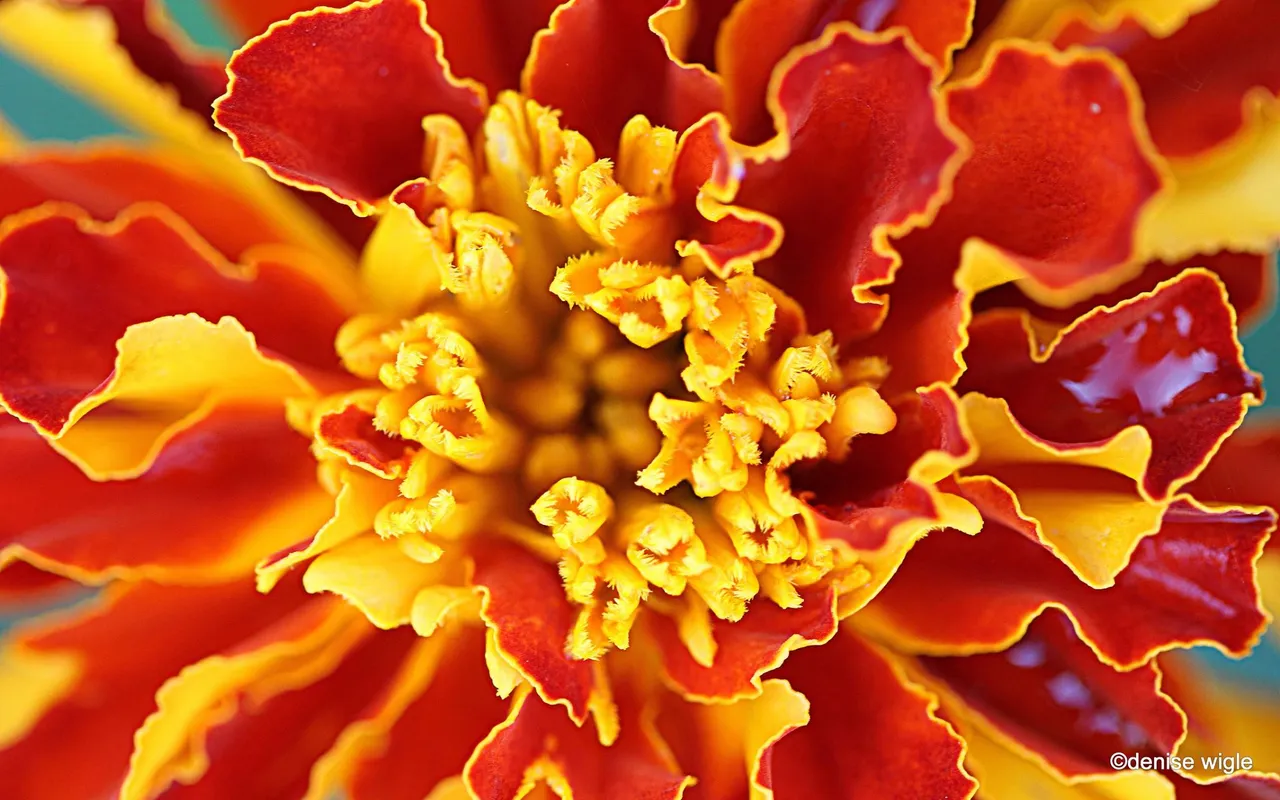marigold.png