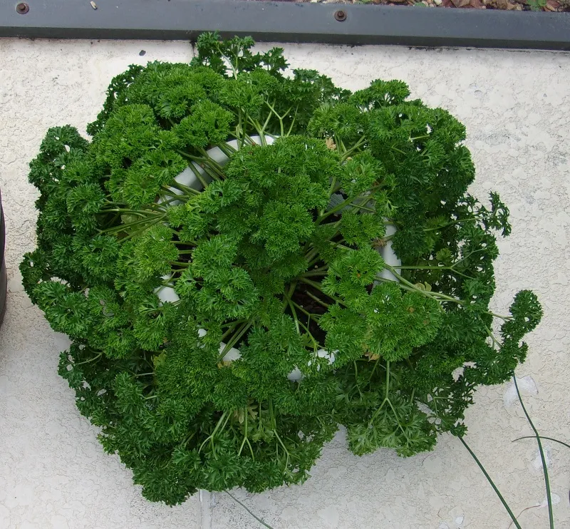 parsley 1.jpg
