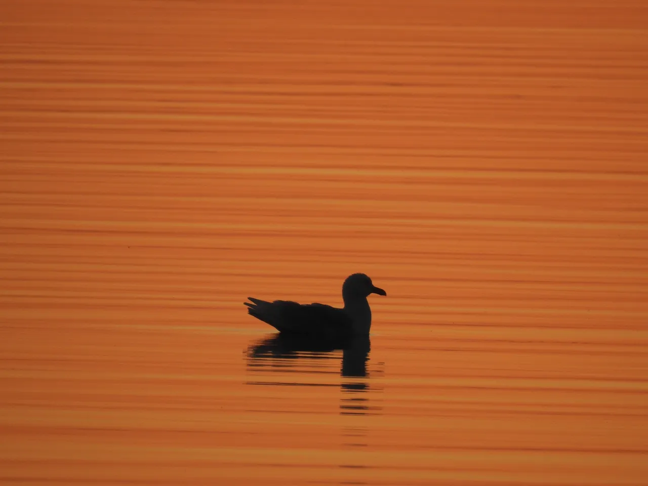 DSCN3975.JPG