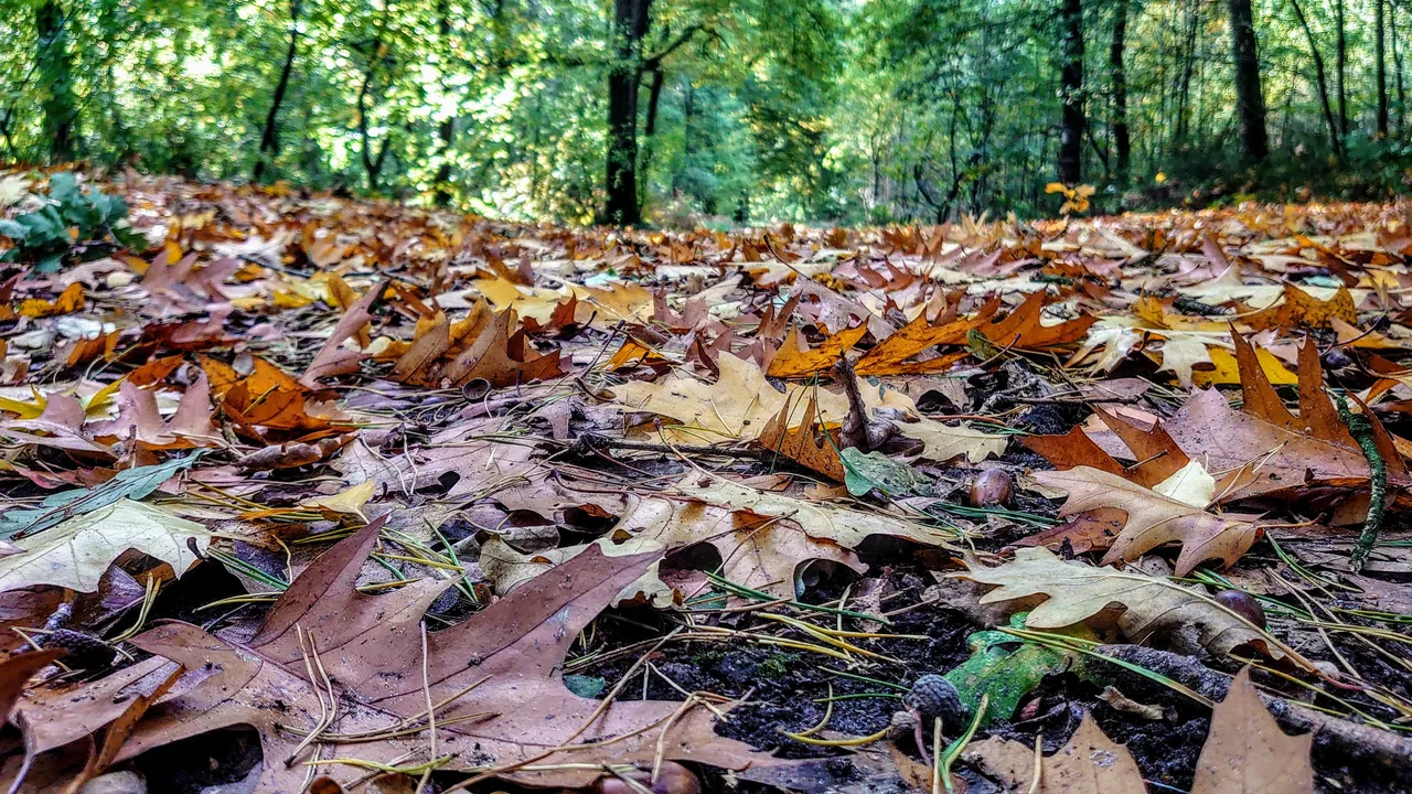 DSC_0099.JPG