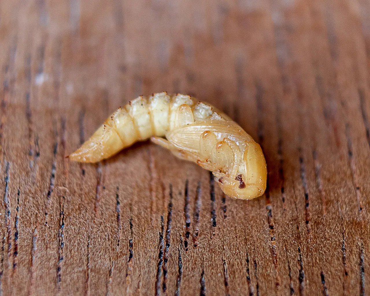 Pupa.jpg