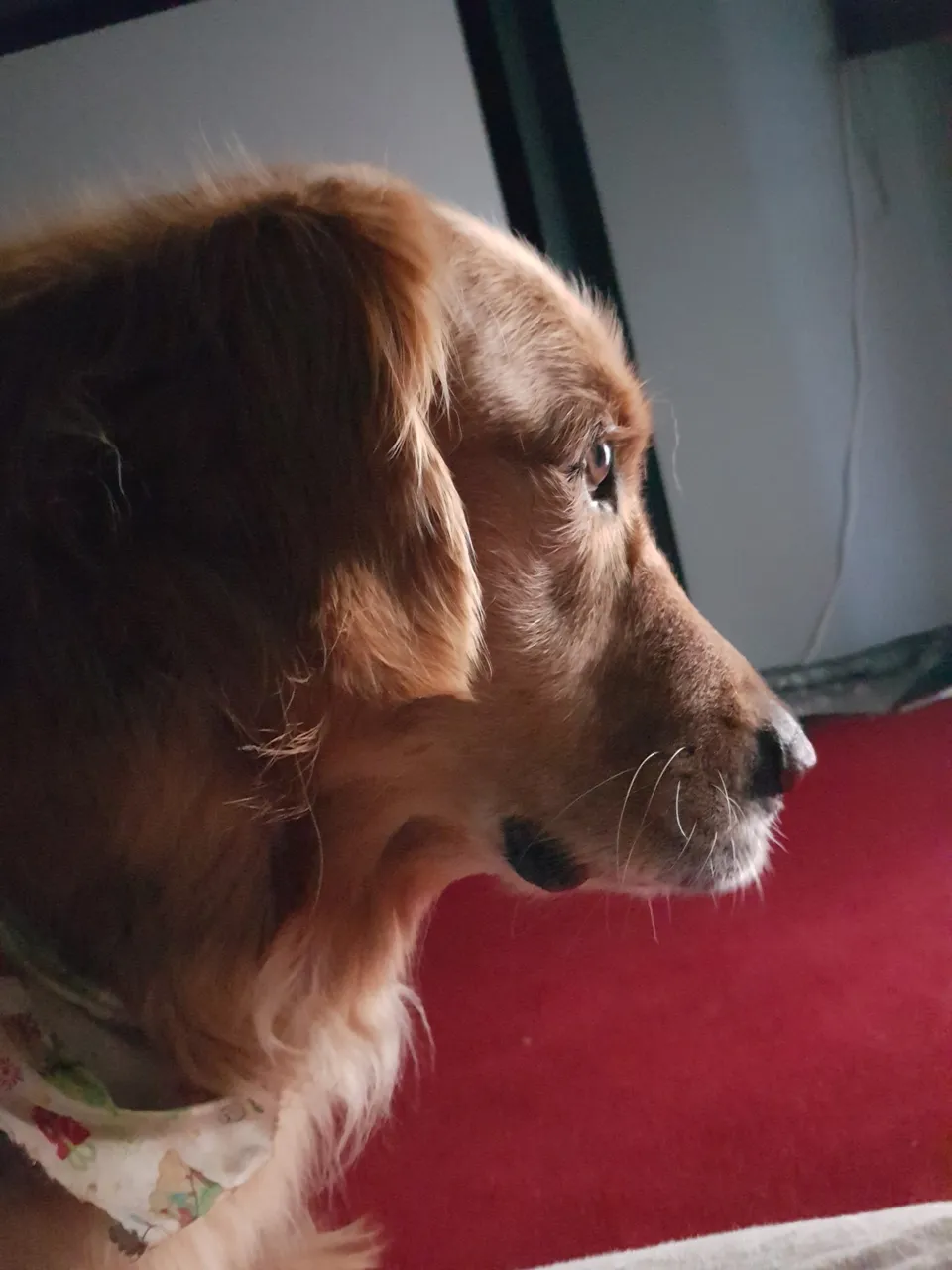 charlie.jpg