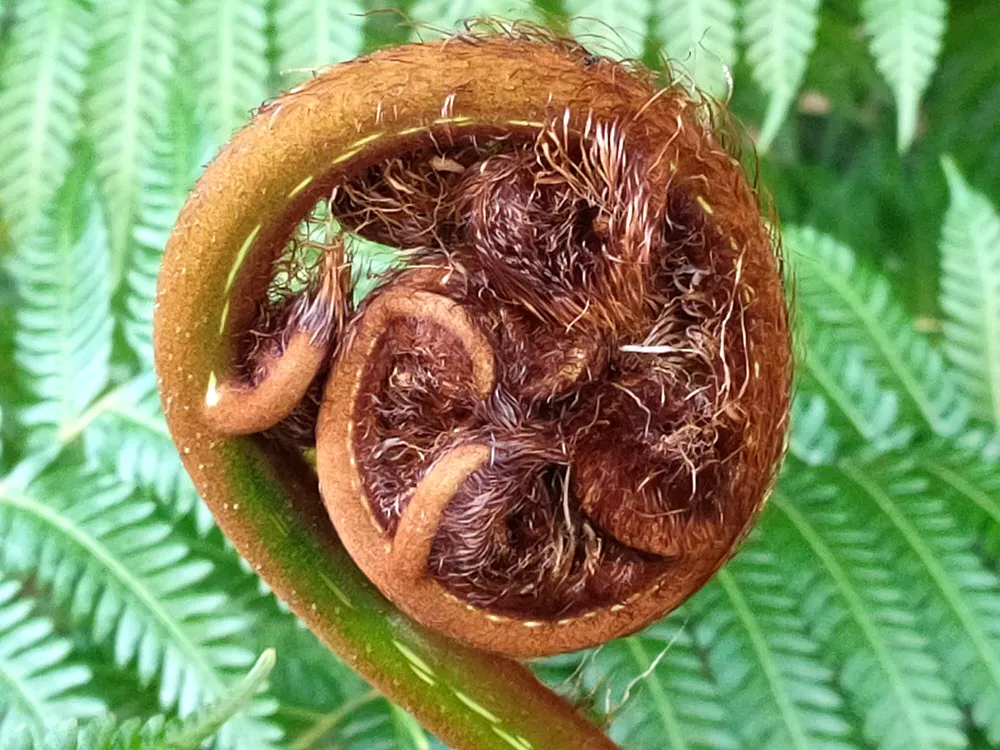 Unfurling.jpg