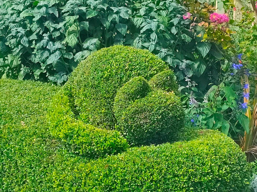 Hedge_cat.jpg