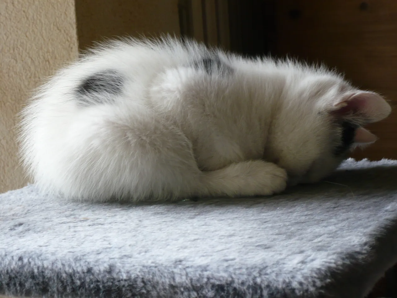 CHATdort.JPG