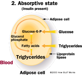 fatcell1.gif