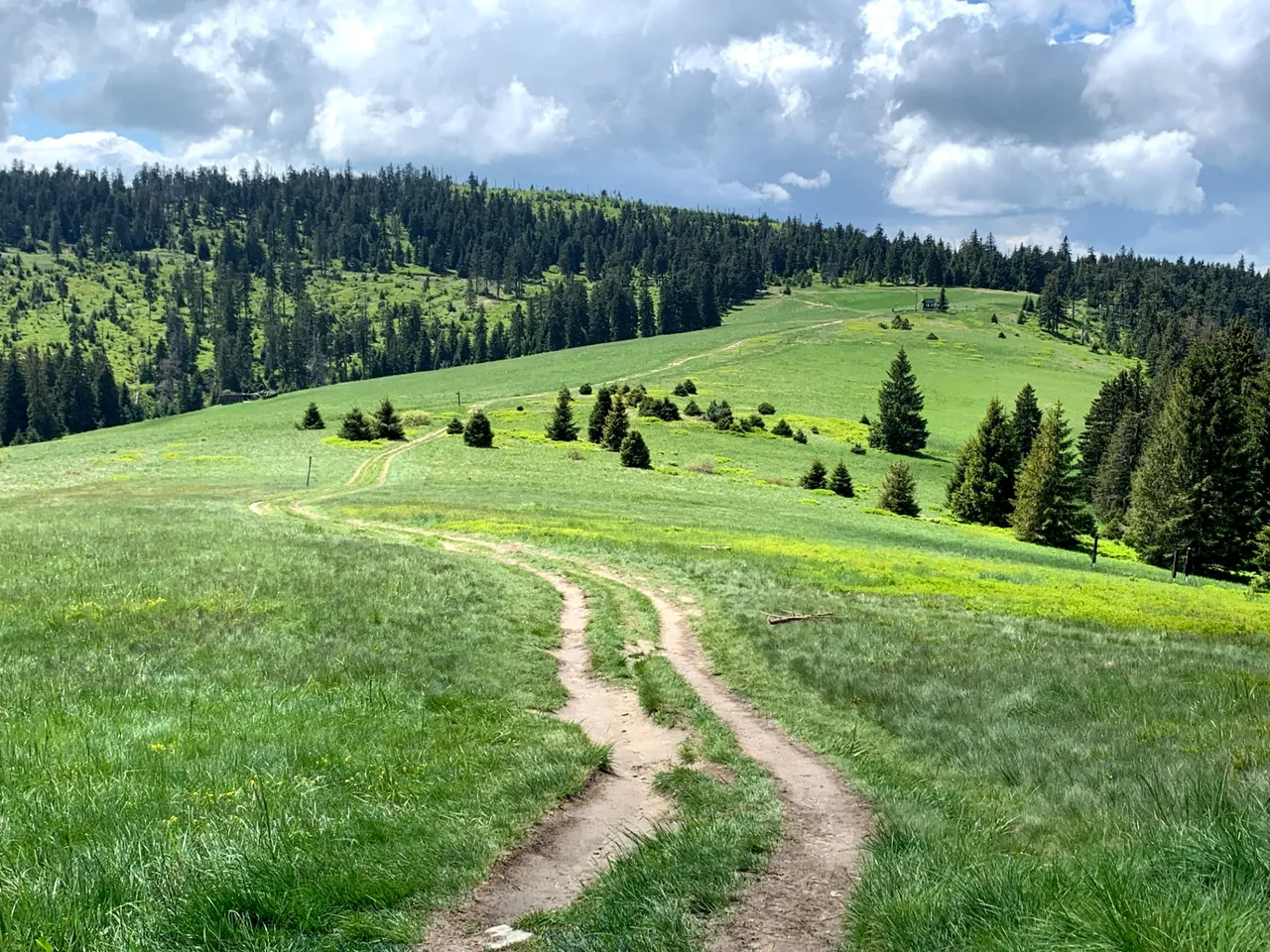 A montane meadow below the Turbacz summit