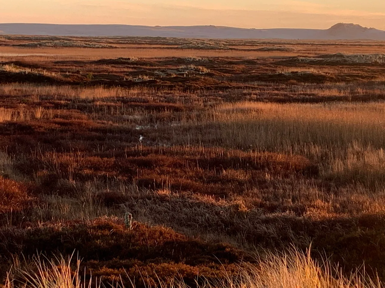 Wetlands on the outskirts of the dunes