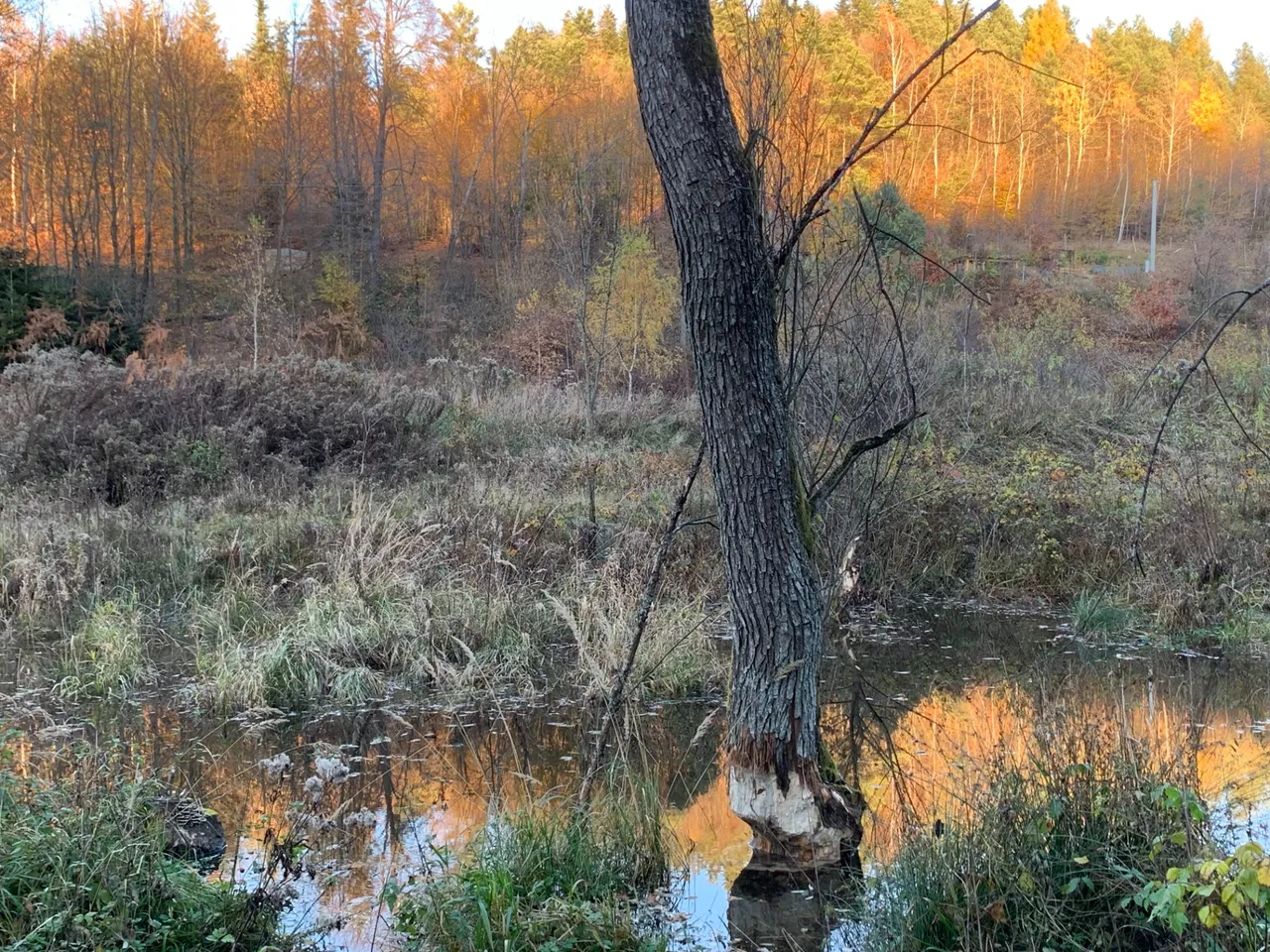 Tu budują bobry