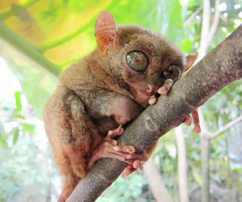 Tarsier