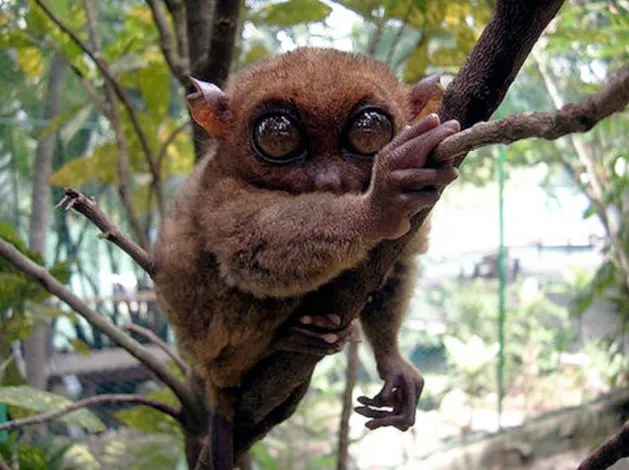 Tarsier
