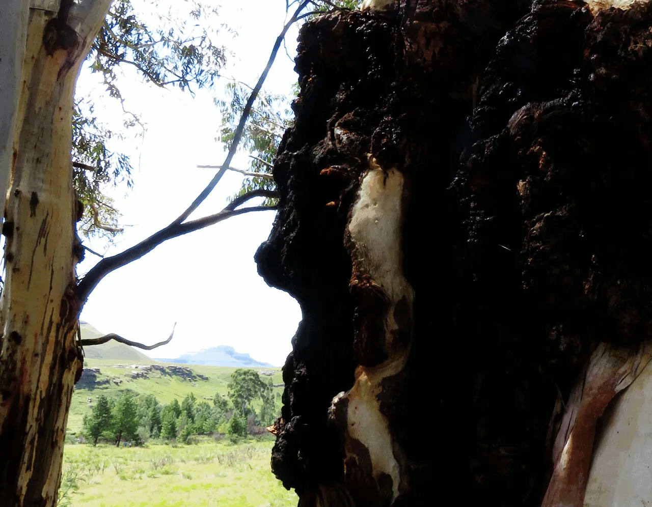 Tree Face Silhoutte